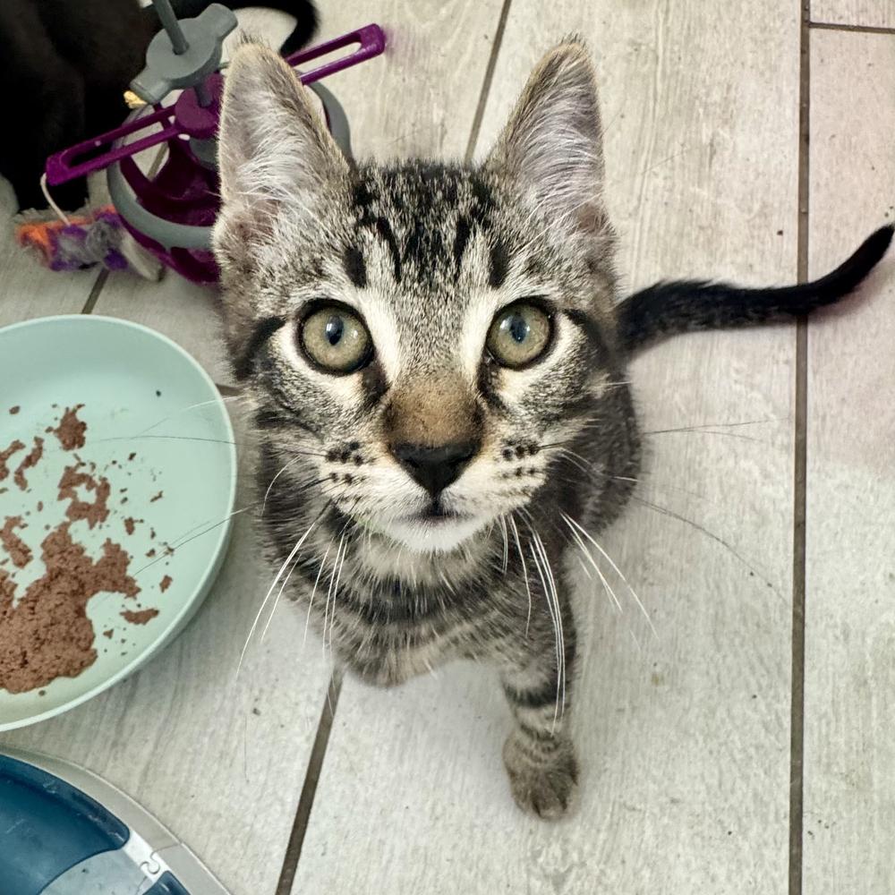 Ripley — thumbnail 2