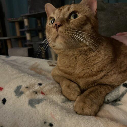 Sally, Adoptable, Adult Female Domestic Short Hair.