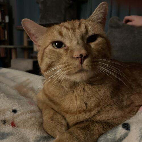 Enlarge Sally, a Adoptable Domestic Short Hair in Seven Valleys, PA image 2/6