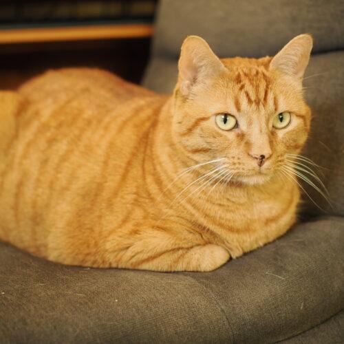 Enlarge Sally, a Adoptable Domestic Short Hair in Seven Valleys, PA image 3/6