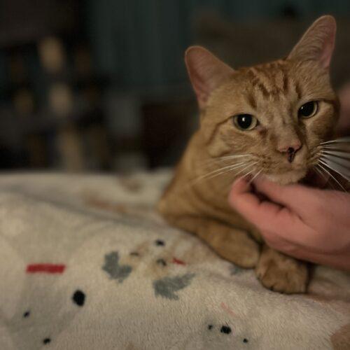 Enlarge Sally, a Adoptable Domestic Short Hair in Seven Valleys, PA image 4/6