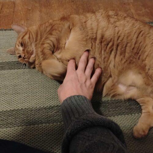 Enlarge Sally, a Adoptable Domestic Short Hair in Seven Valleys, PA image 6/6