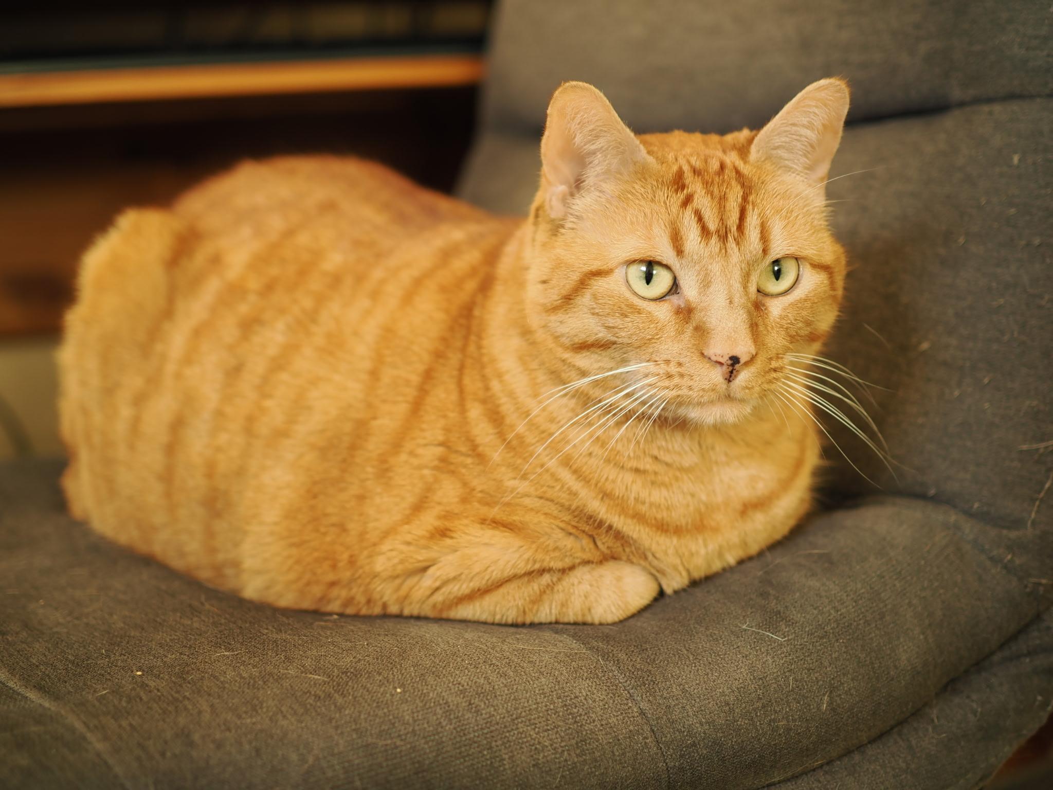 Enlarge Sally, a Adoptable Domestic Short Hair in Seven Valleys, PA image 6/6