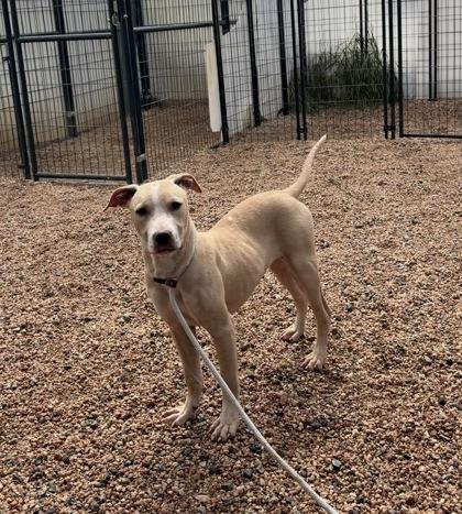 Enlarge Ursula, a Adoptable mixed breed in Divide, CO image 1/1
