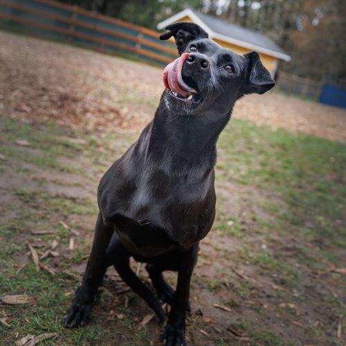 Danna, Adoptable, Young Female Mixed Breed.