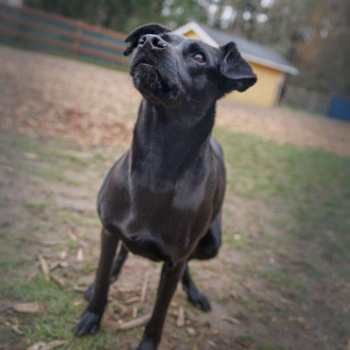 Enlarge Danna, a Adoptable mixed breed in Vashon Island, WA image 2/4