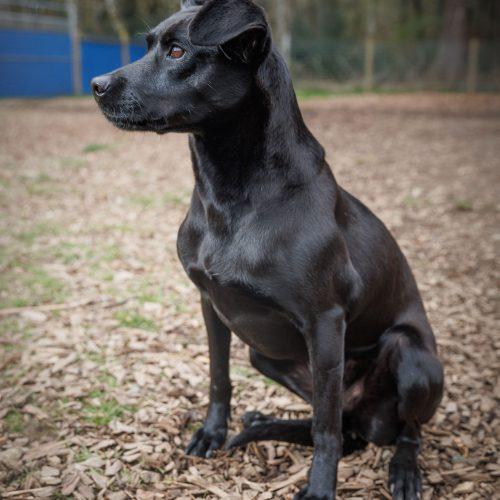 Enlarge Danna, a Adoptable mixed breed in Vashon Island, WA image 3/4
