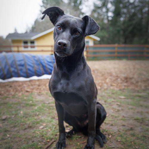 Enlarge Danna, a Adoptable mixed breed in Vashon Island, WA image 4/4