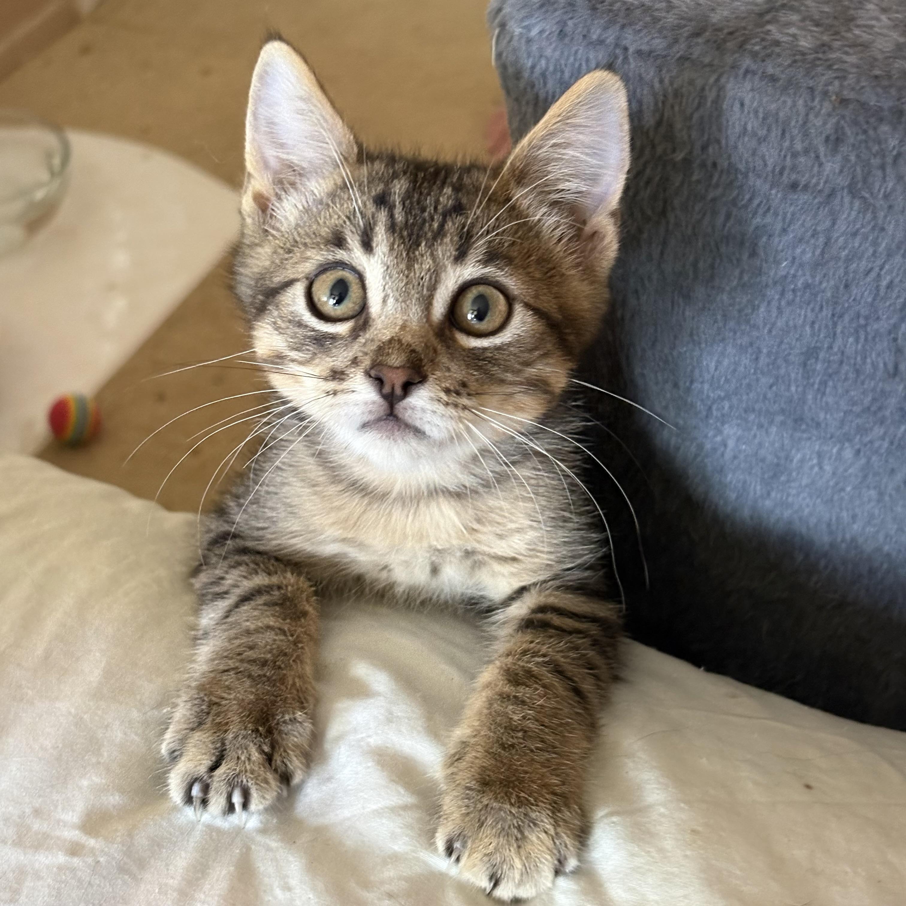 Enlarge Benson, a Adoptable Domestic Short Hair in Oracle, AZ image 2/5