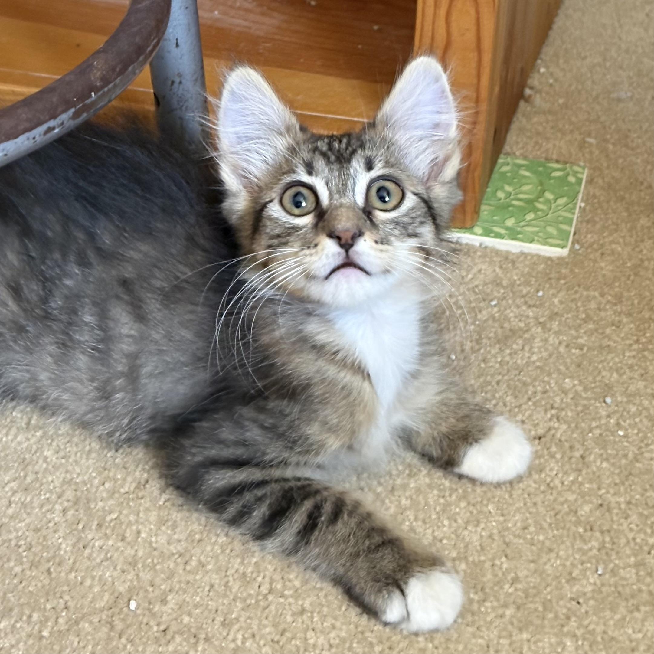 Enlarge Benson, a Adoptable Domestic Short Hair in Oracle, AZ image 5/5