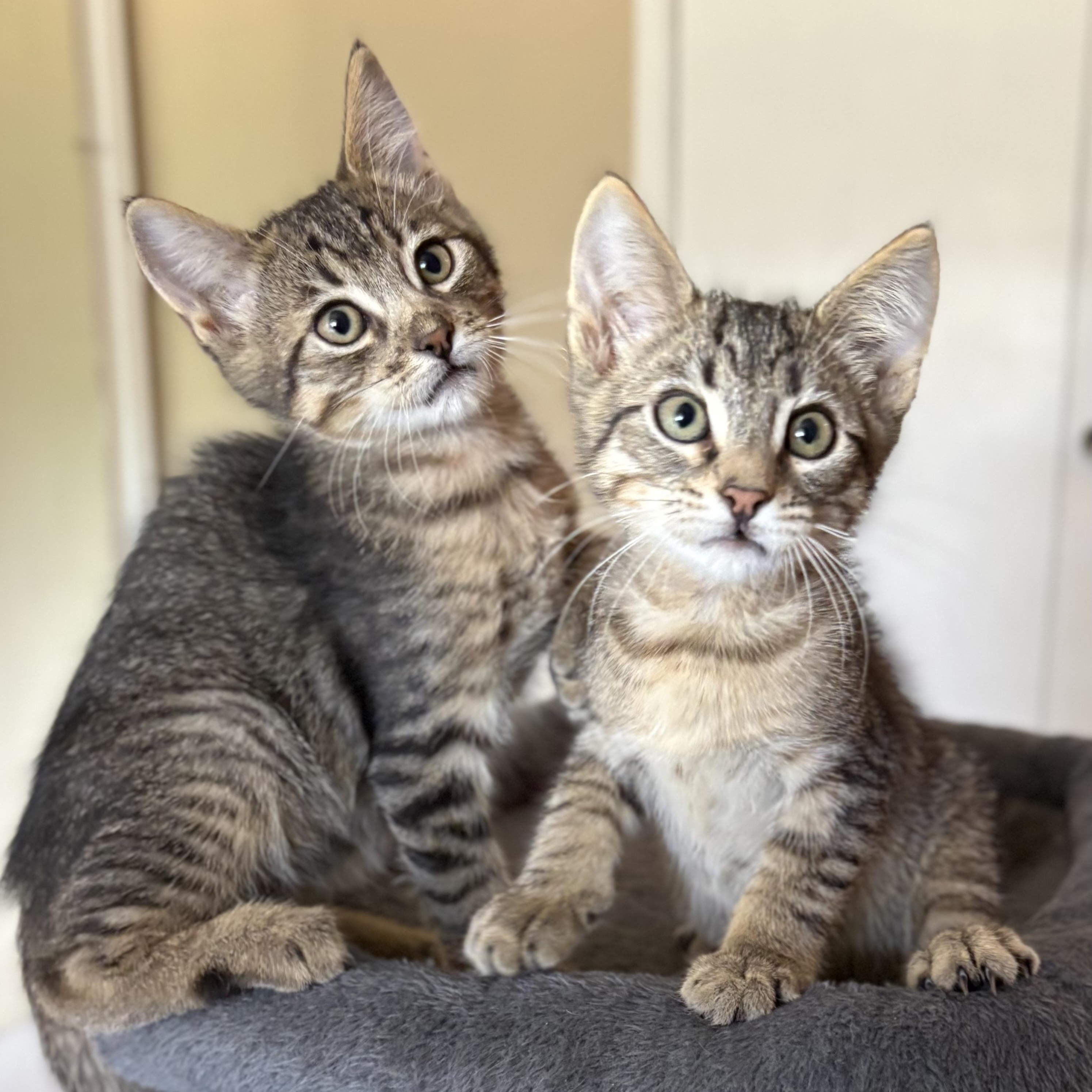 Enlarge Benson, a Adoptable Domestic Short Hair in Oracle, AZ image 3/5