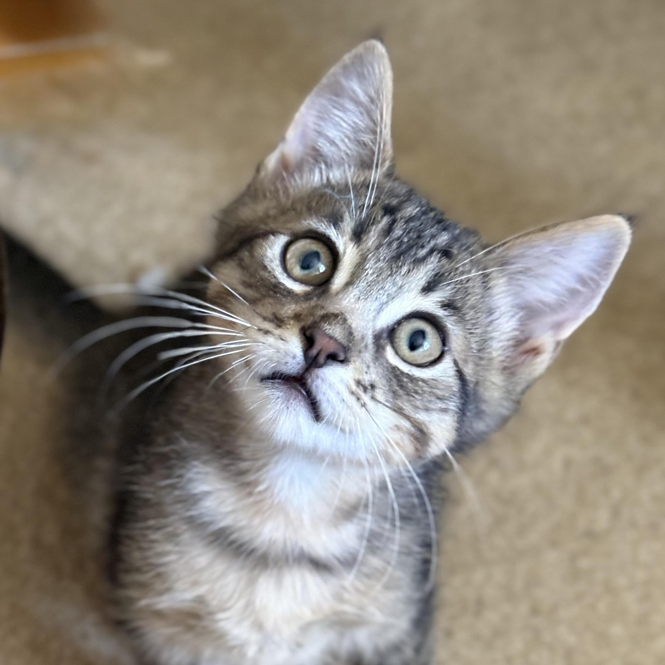 Benson, Adoptable, Young Male Domestic Short Hair.