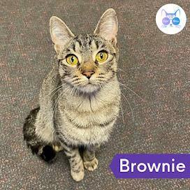 Enlarge Brownie, a Adoptable Domestic Short Hair in Penfield, NY image 1/3