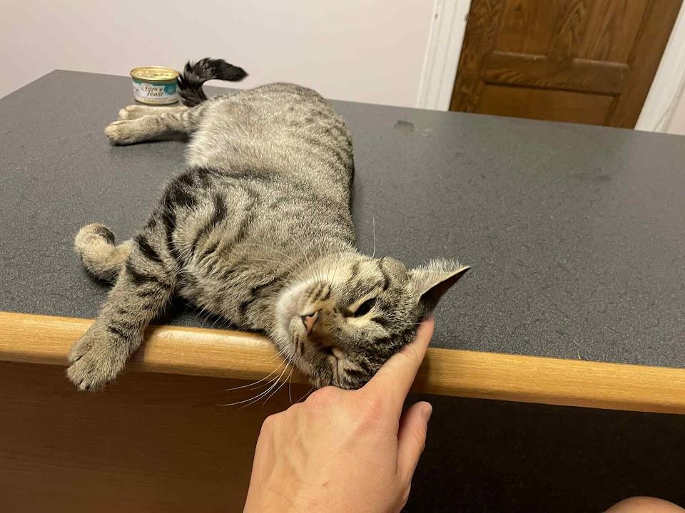 Enlarge Brownie, a Adoptable Domestic Short Hair in Penfield, NY image 3/3