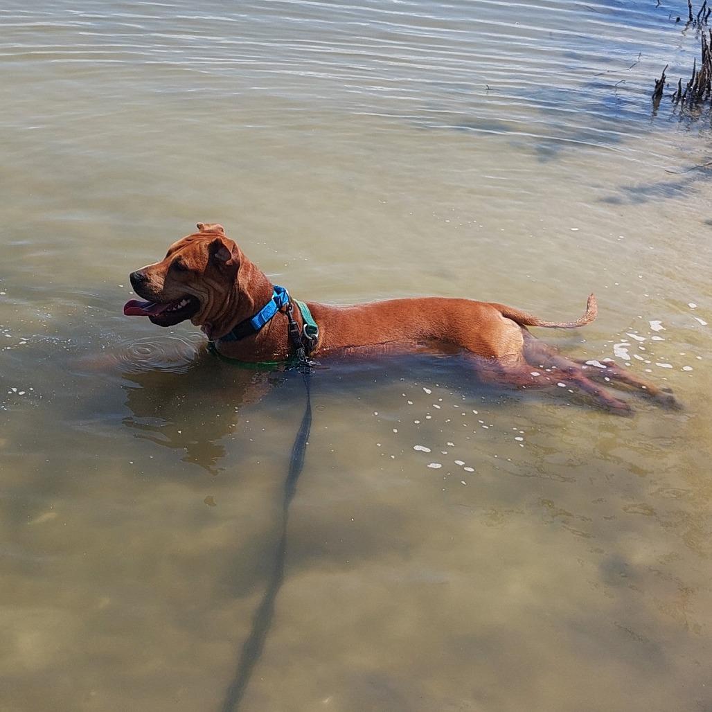 Barley, a Adoptable Mixed Breed in Albuquerque, NM image 1/6