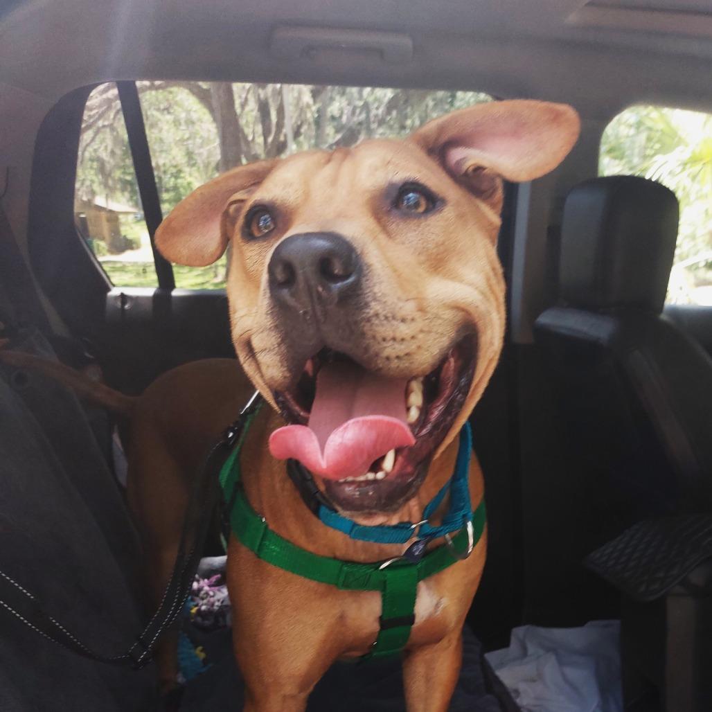 Barley, a Adoptable Mixed Breed in Albuquerque, NM image 3/6