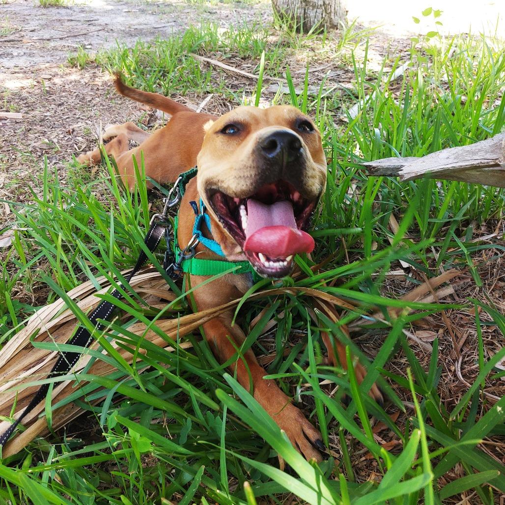 Barley, a Adoptable Mixed Breed in Albuquerque, NM image 4/6