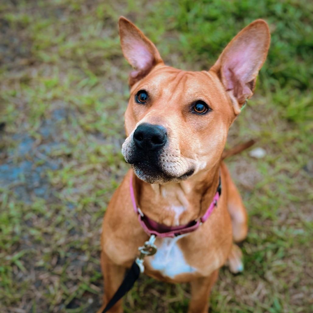 Barley, a Adoptable Mixed Breed in Albuquerque, NM image 5/6
