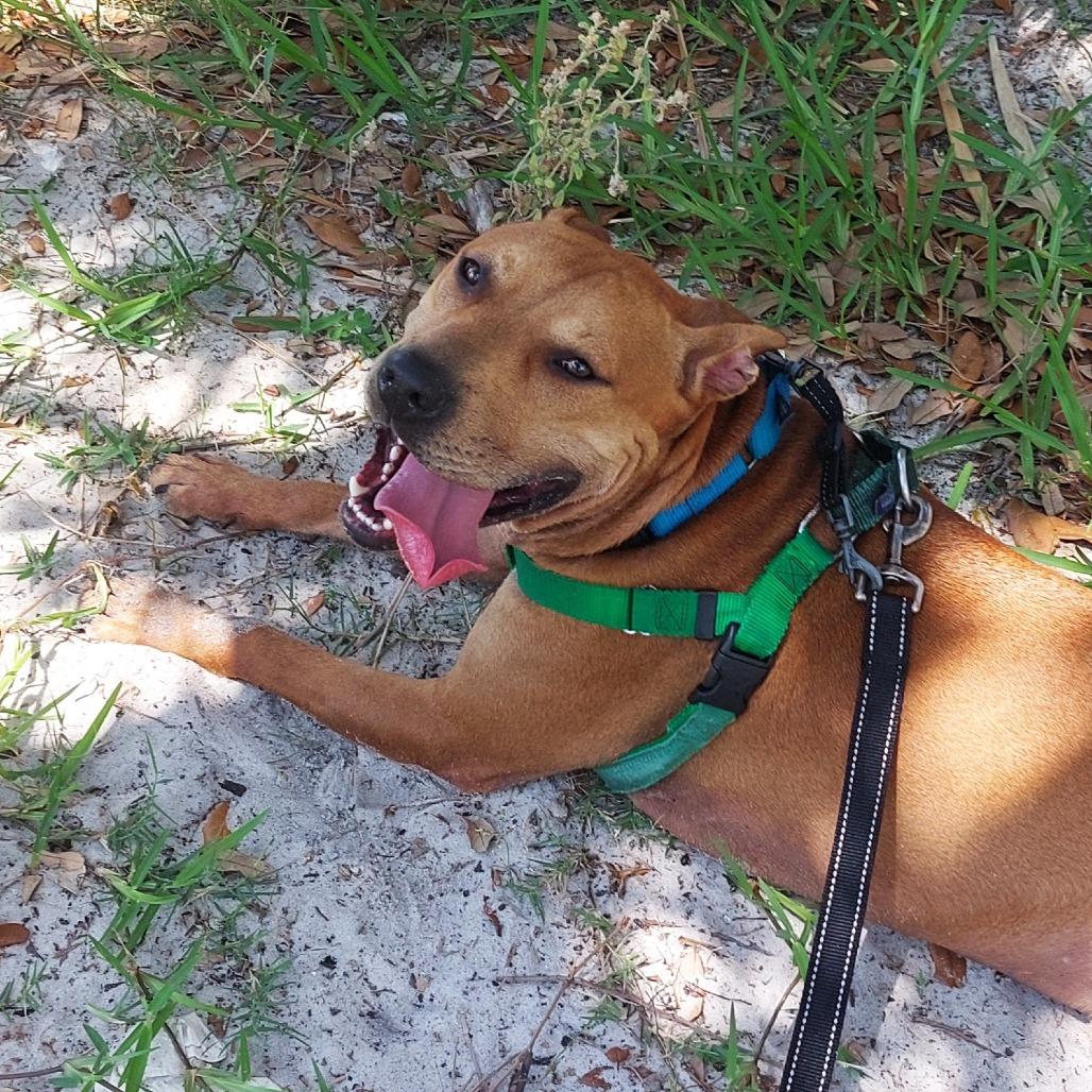 Barley, a Adoptable Mixed Breed in Albuquerque, NM image 6/6