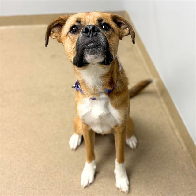 Enlarge MICKEY, a Adoptable Boxer in Aurora, CO image 1/1