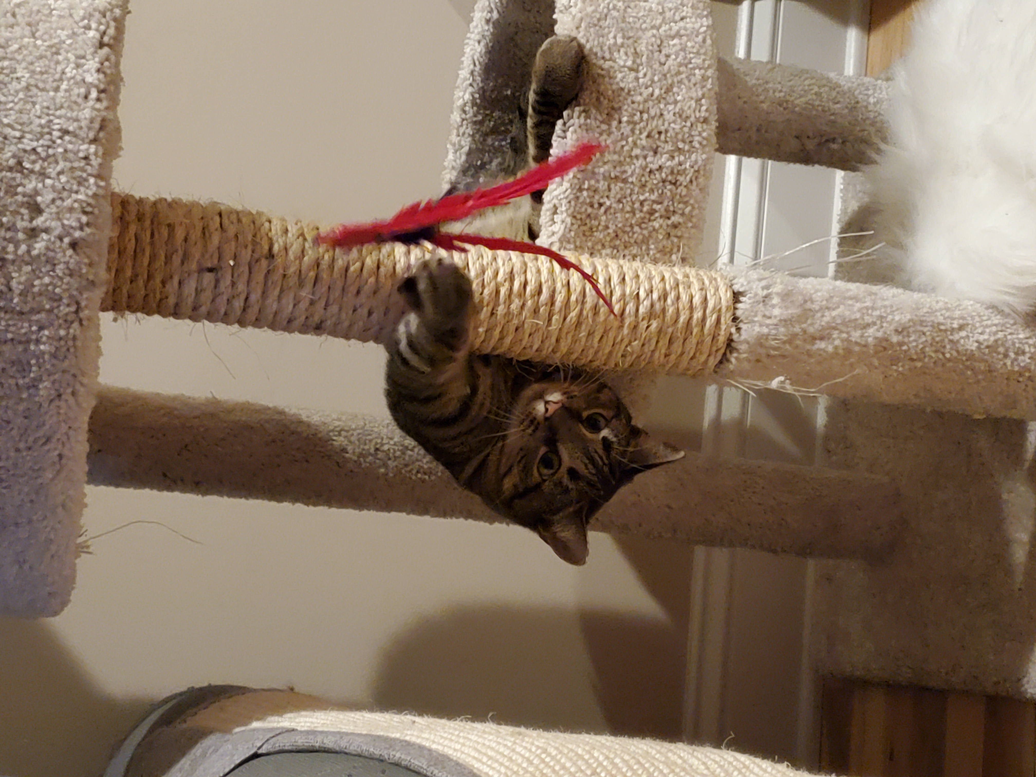 Enlarge Morgana, a Adoptable mixed breed in Columbia, MD image 6/6