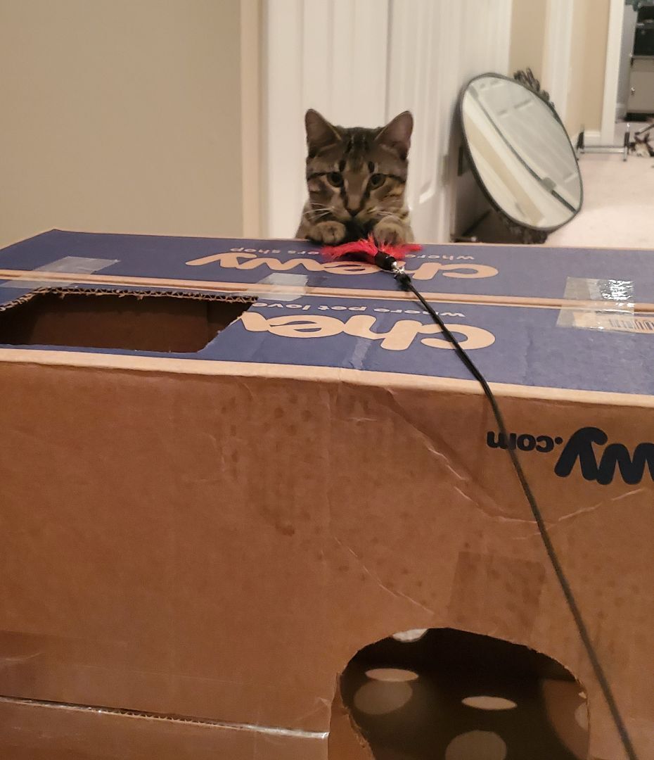 Enlarge Morgana, a Adoptable mixed breed in Columbia, MD image 3/6