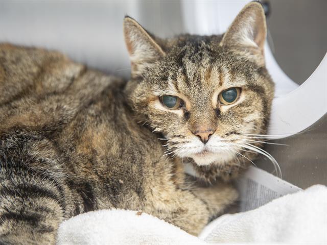 BRITTA, Adoptable, Senior Female Domestic Short Hair.