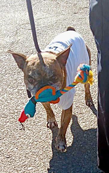 Moe, Adoptable, Adult Male Boston Terrier & French Bulldog.