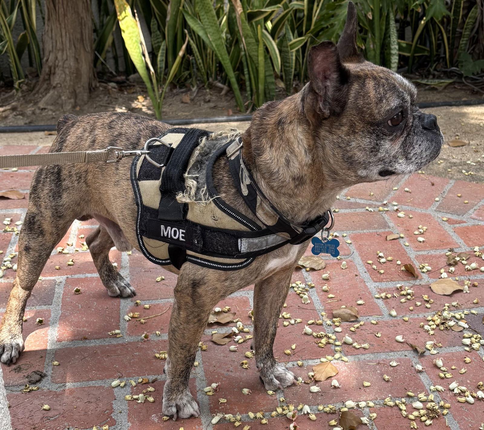 Moe, Adoptable, Adult Male Boston Terrier & French Bulldog.