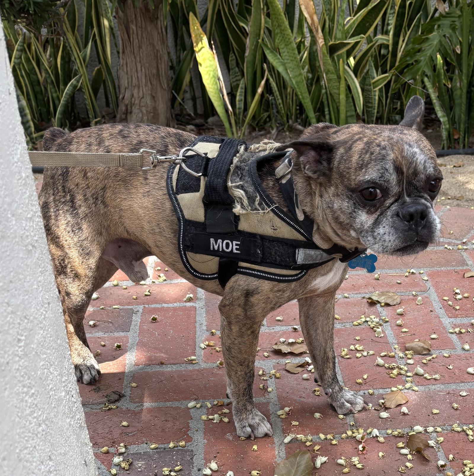Enlarge Moe, a Adoptable mixed breed in Huntington Beach, CA image 2/3