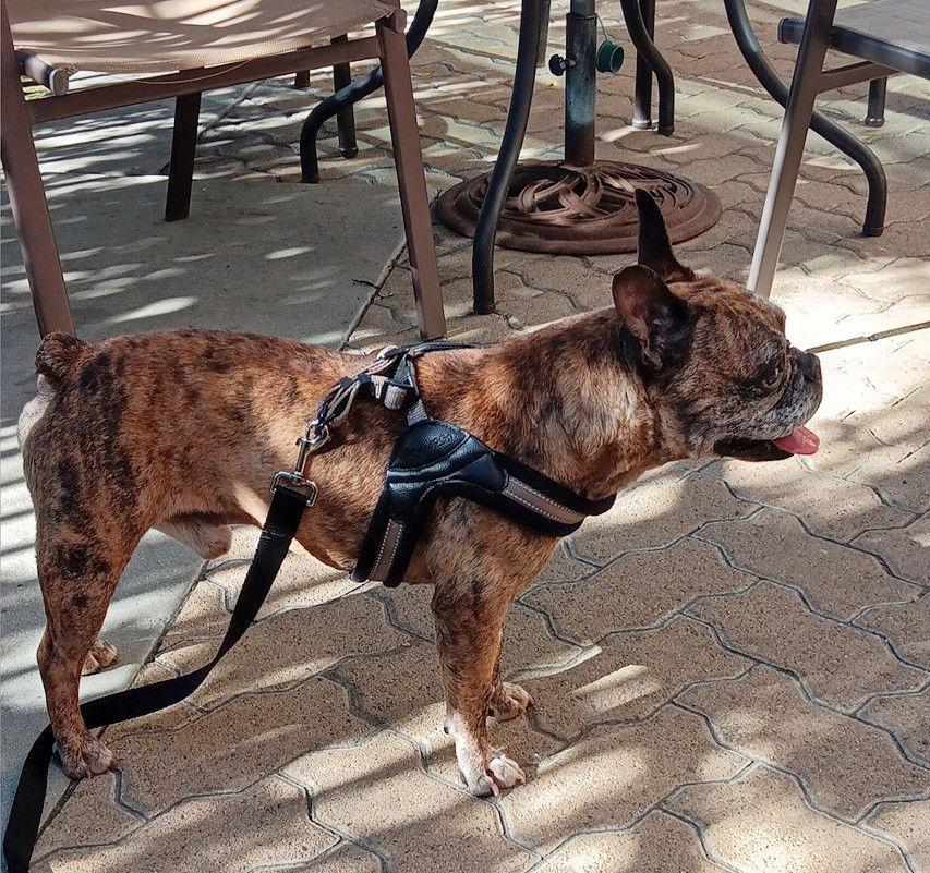 Enlarge Moe, a Adoptable mixed breed in Huntington Beach, CA image 2/3