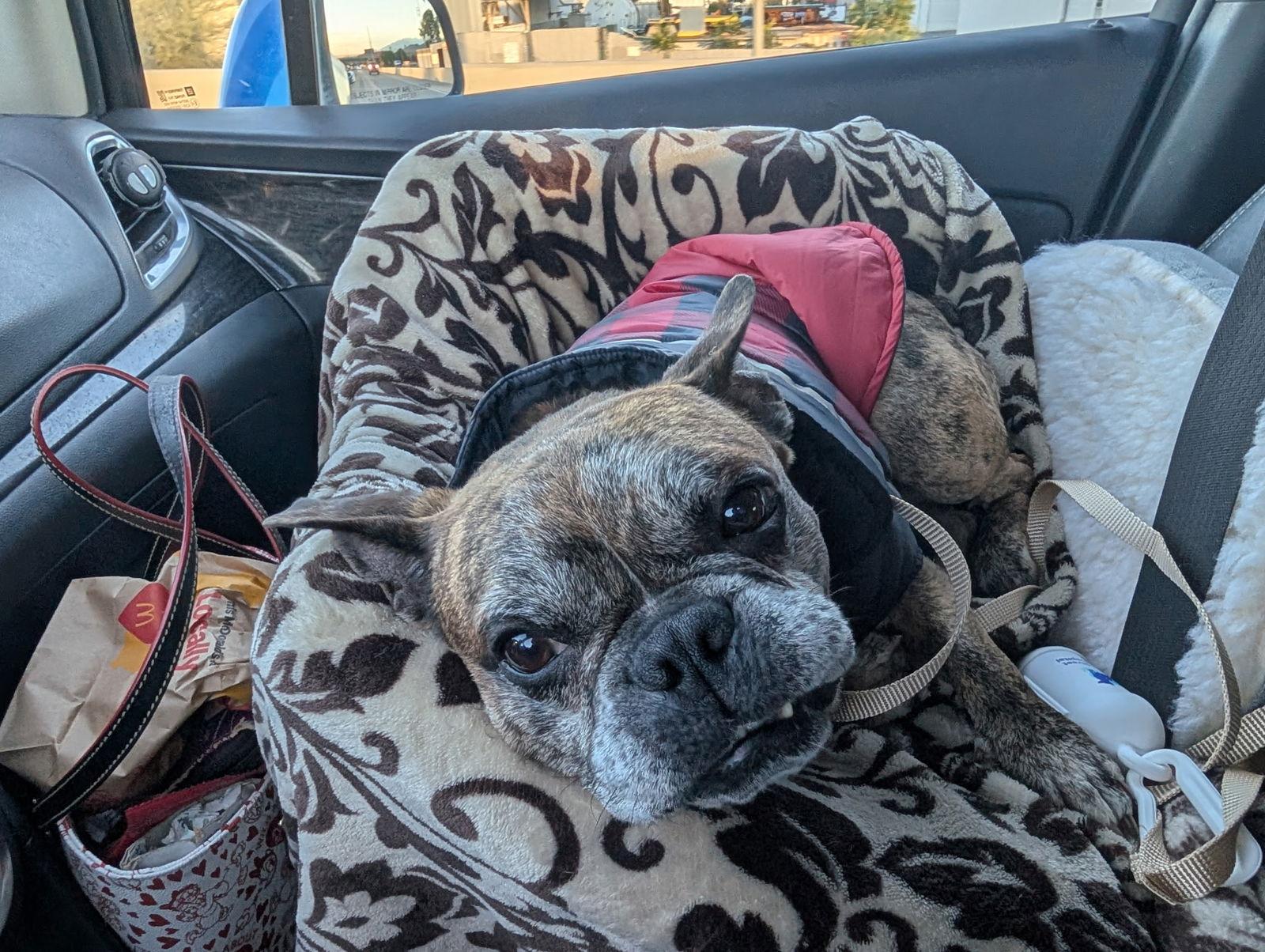 Enlarge Moe, a Adoptable mixed breed in Huntington Beach, CA image 3/3