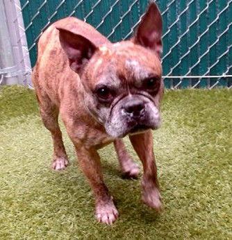 Enlarge Moe, a Adoptable mixed breed in Huntington Beach, CA image 3/3