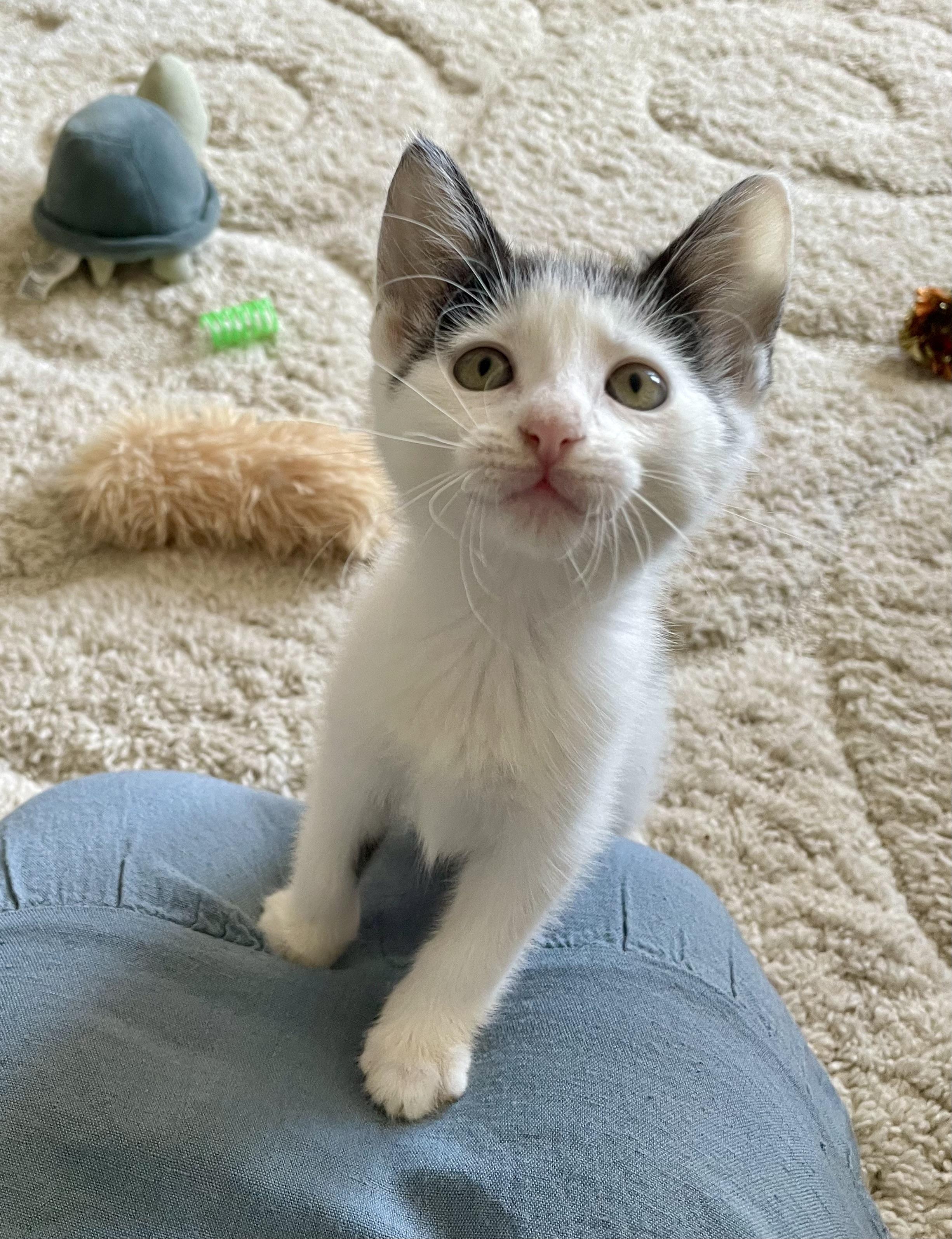 Lulabelle