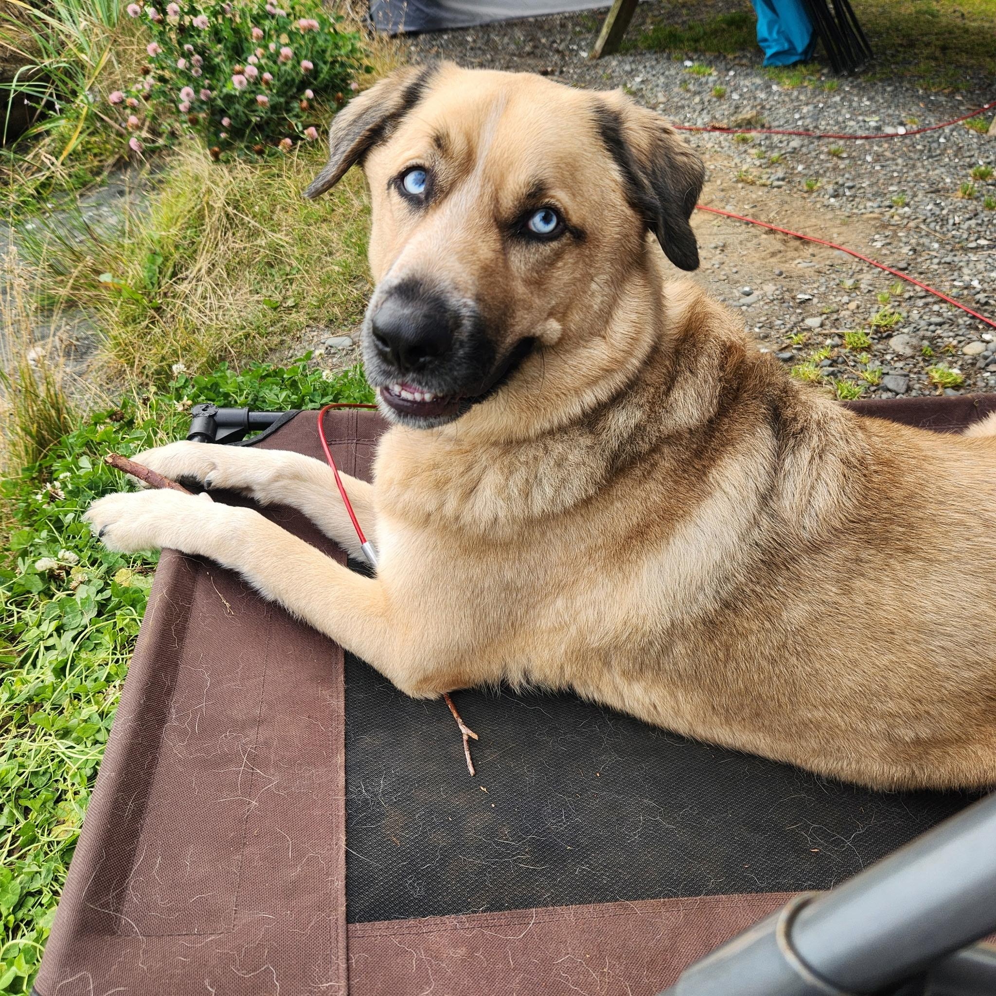 Topper, ADOPTABLE, Young Male Husky.
