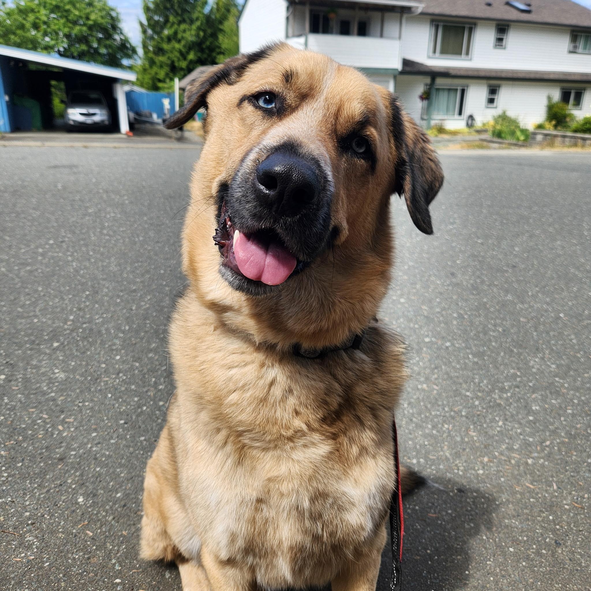 Topper, a ADOPTABLE mixed breed in Campbell River, BC image 2/3