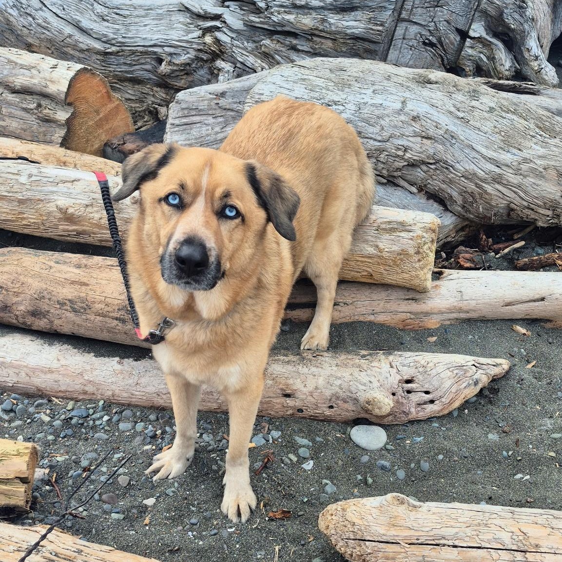 Topper, a ADOPTABLE mixed breed in Campbell River, BC image 3/3