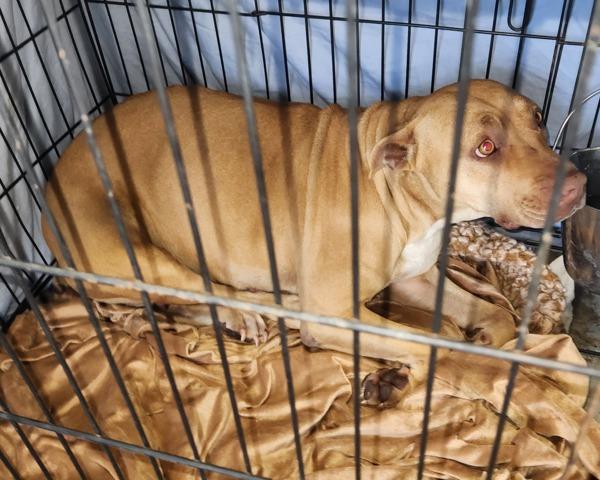 Brenda, Adoptable, Adult Female Pit Bull Terrier.