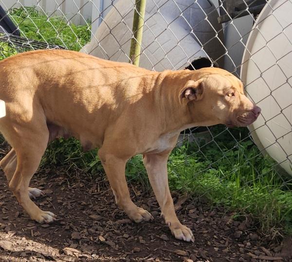 Enlarge Brenda, a Adoptable mixed breed in Cleveland, TN image 2/2