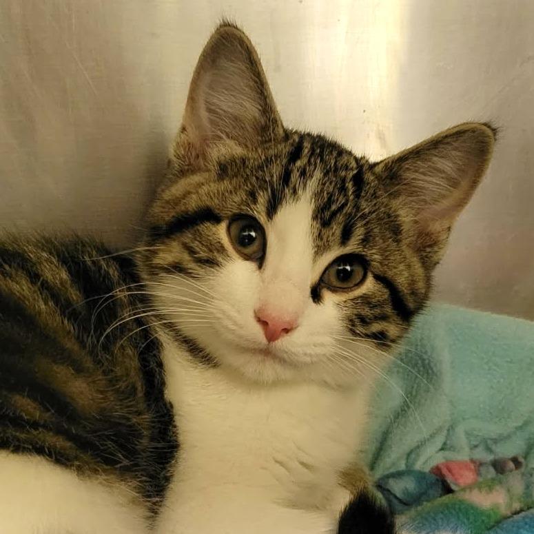 Enlarge Leander, a Adoptable Domestic Short Hair in Columbia, MO image 1/3