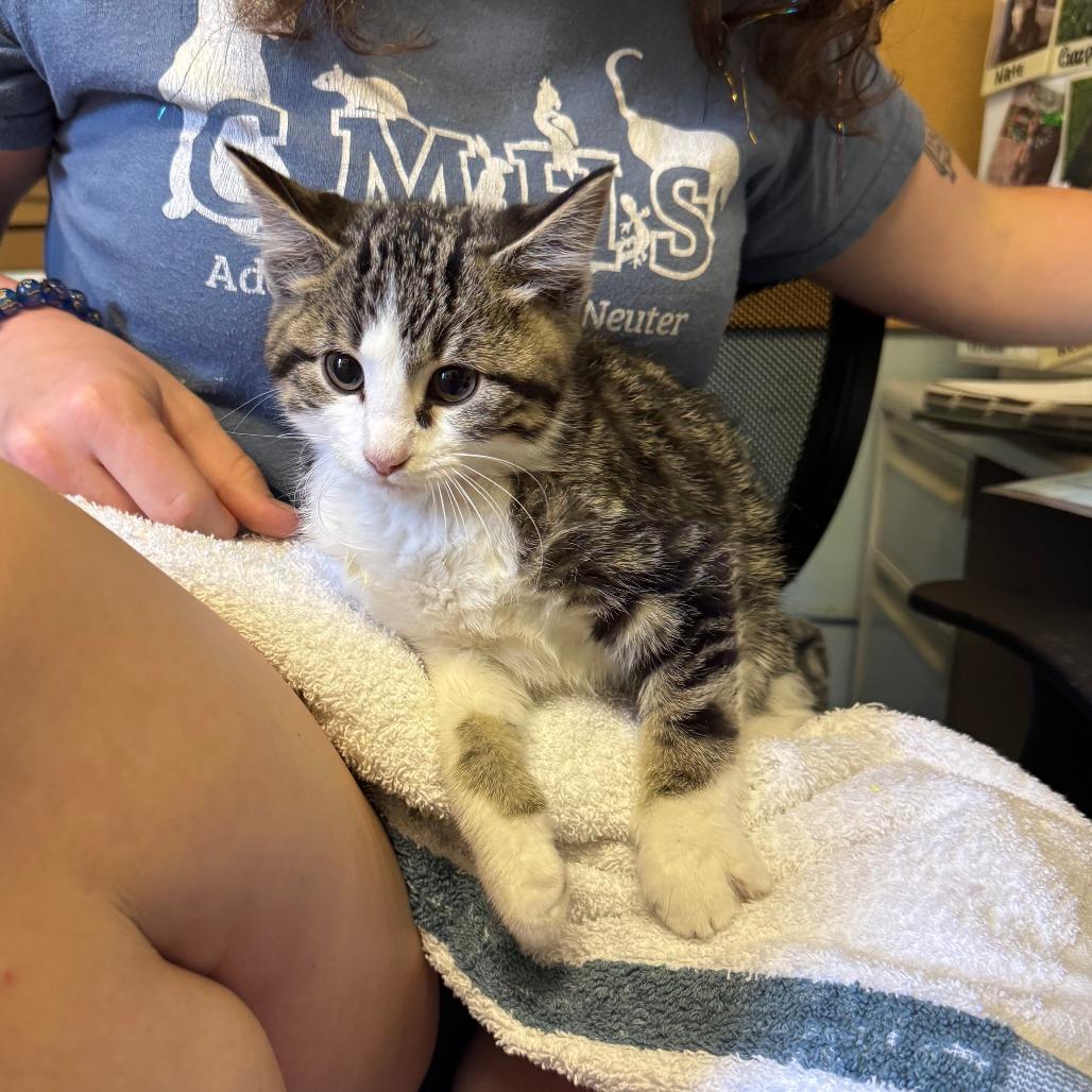 Enlarge Leander, a Adoptable Domestic Short Hair in Columbia, MO image 2/3