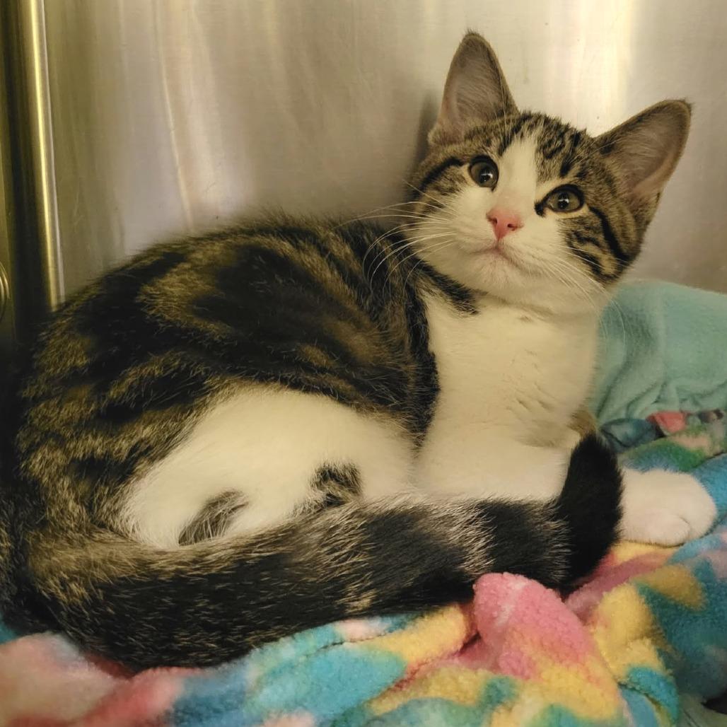 Enlarge Leander, a Adoptable Domestic Short Hair in Columbia, MO image 3/3