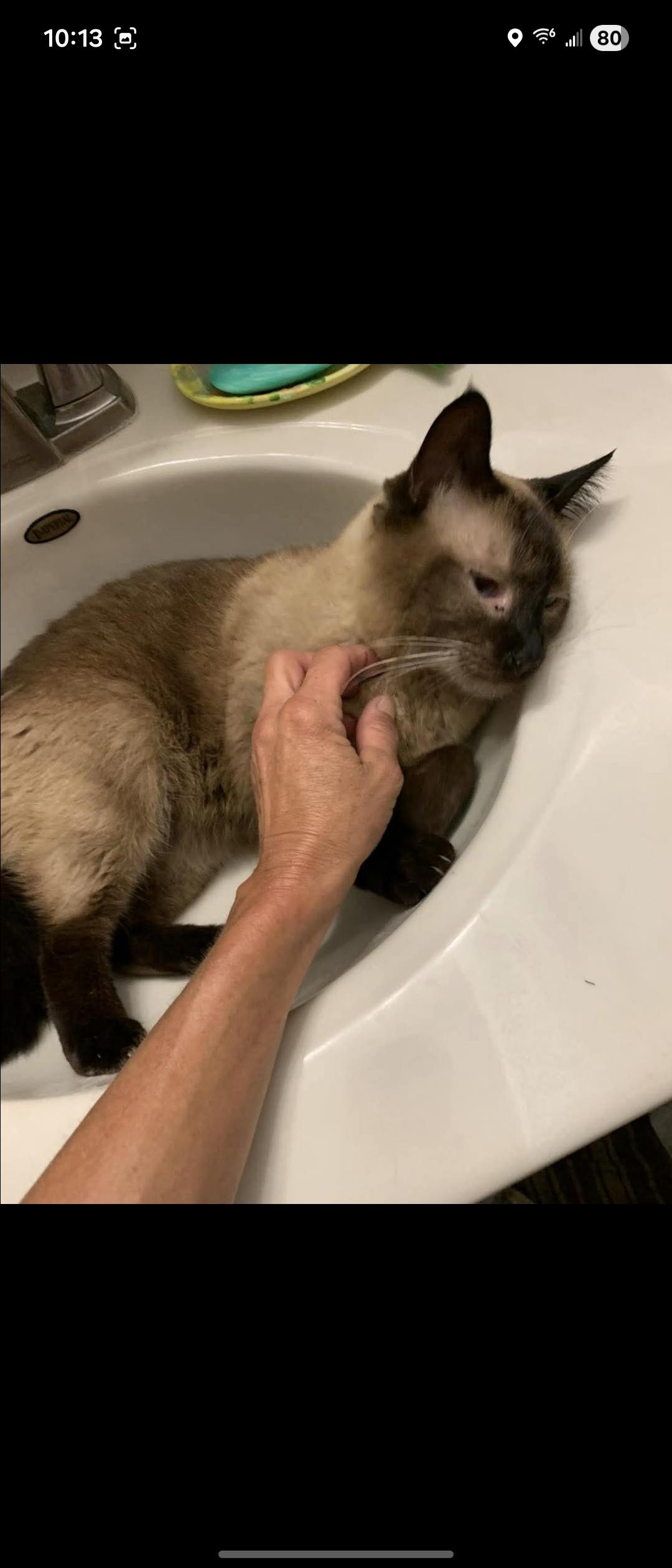 Theo, a Adopted Siamese in North Platte, NE image 2/2