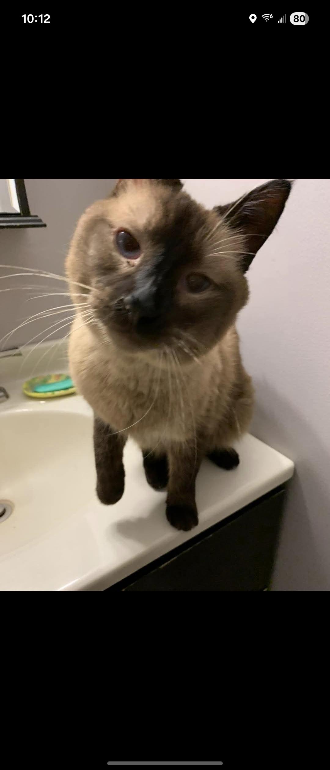 Theo, Adopted, Adult Male Siamese.