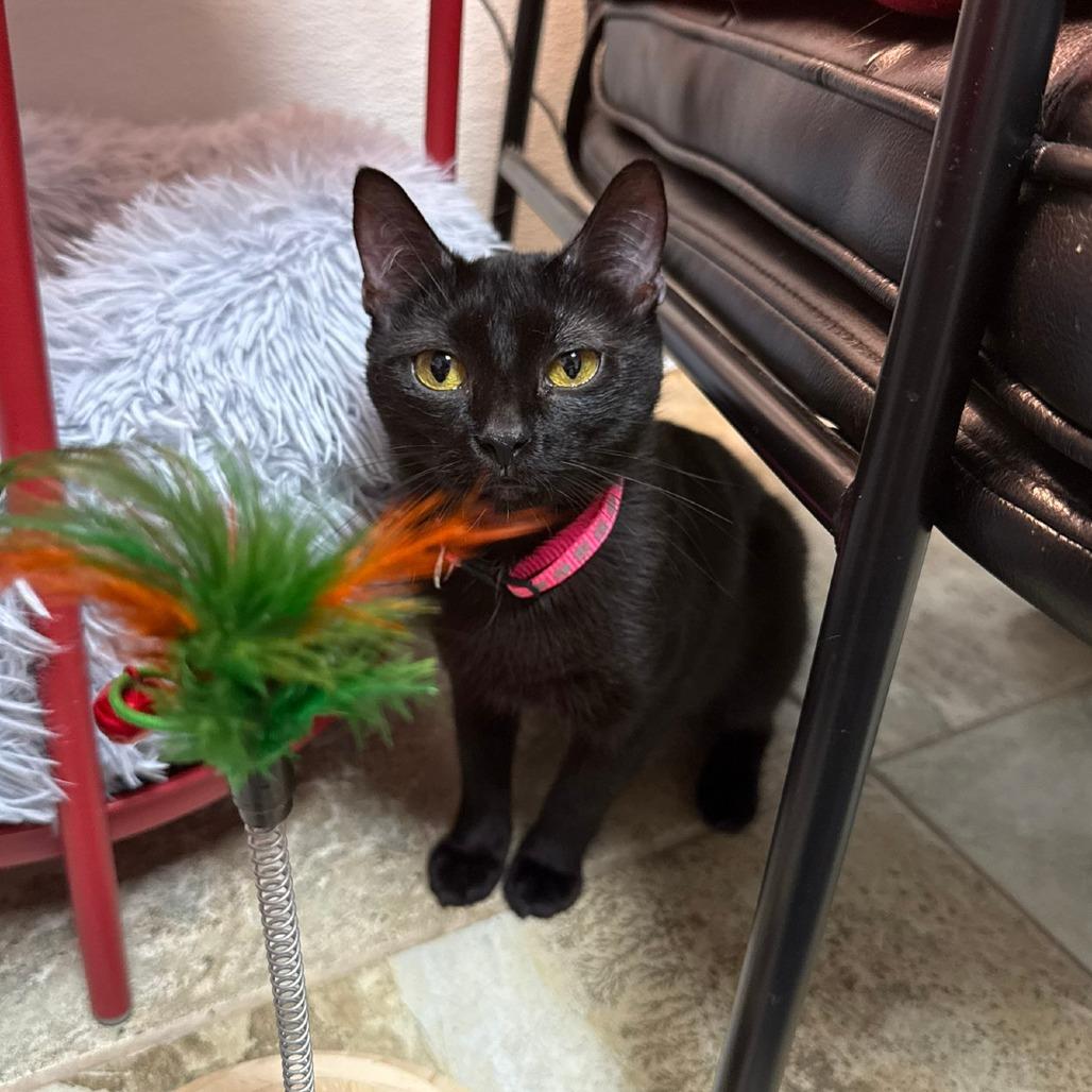 Betta, ADOPTABLE, Young Female Domestic Short Hair.