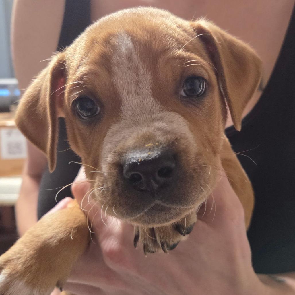 Ben, Adoptable, Puppy Male Mixed Breed.