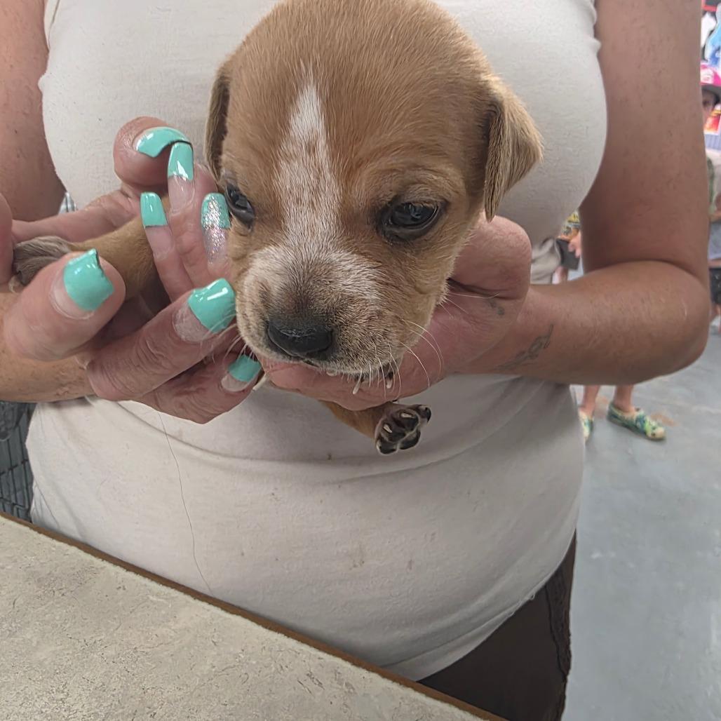 Enlarge Ben, a Adoptable Mixed Breed in Duncan, OK image 3/3