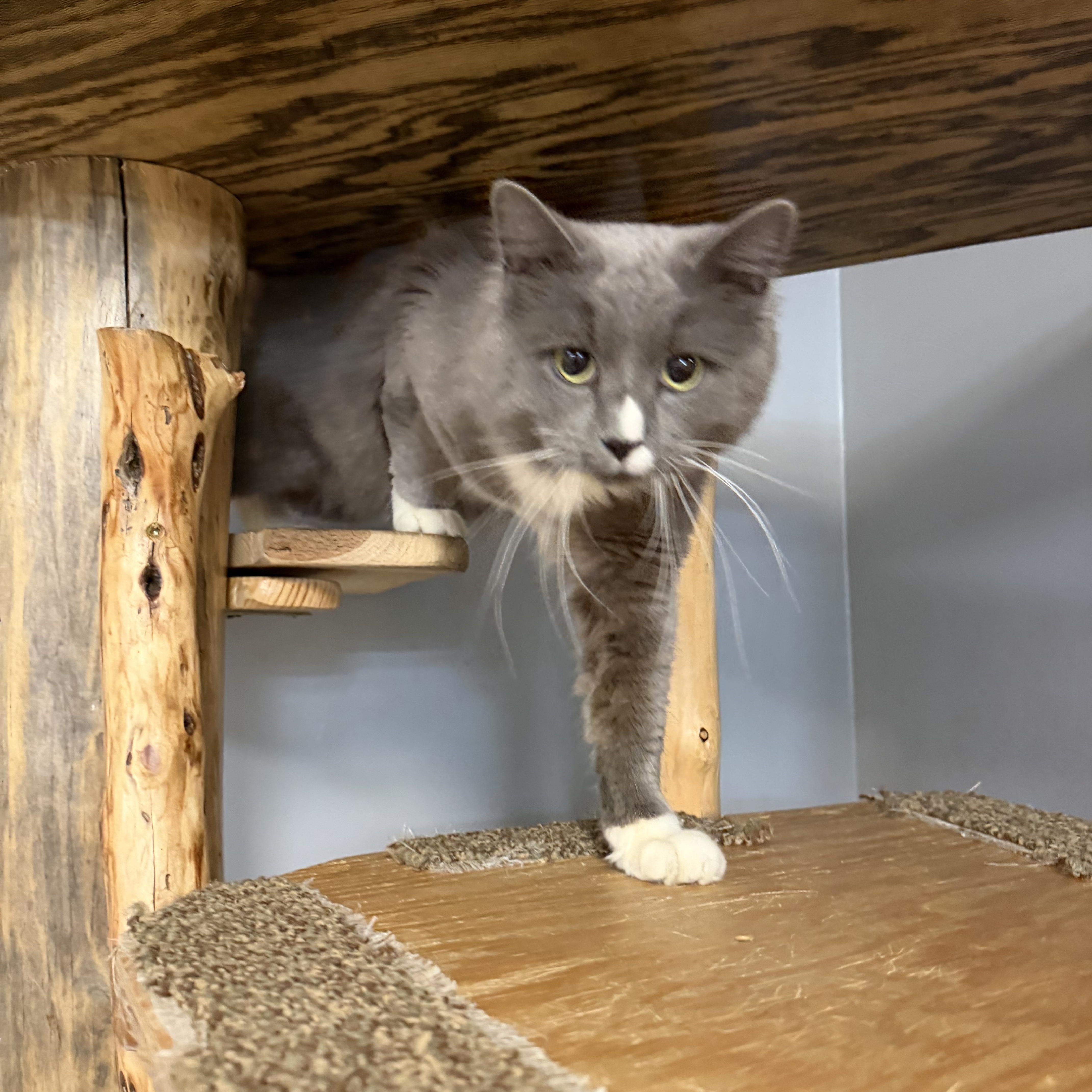 Enlarge Waylon, a Adoptable Domestic Long Hair in Chisholm, MN image 2/2