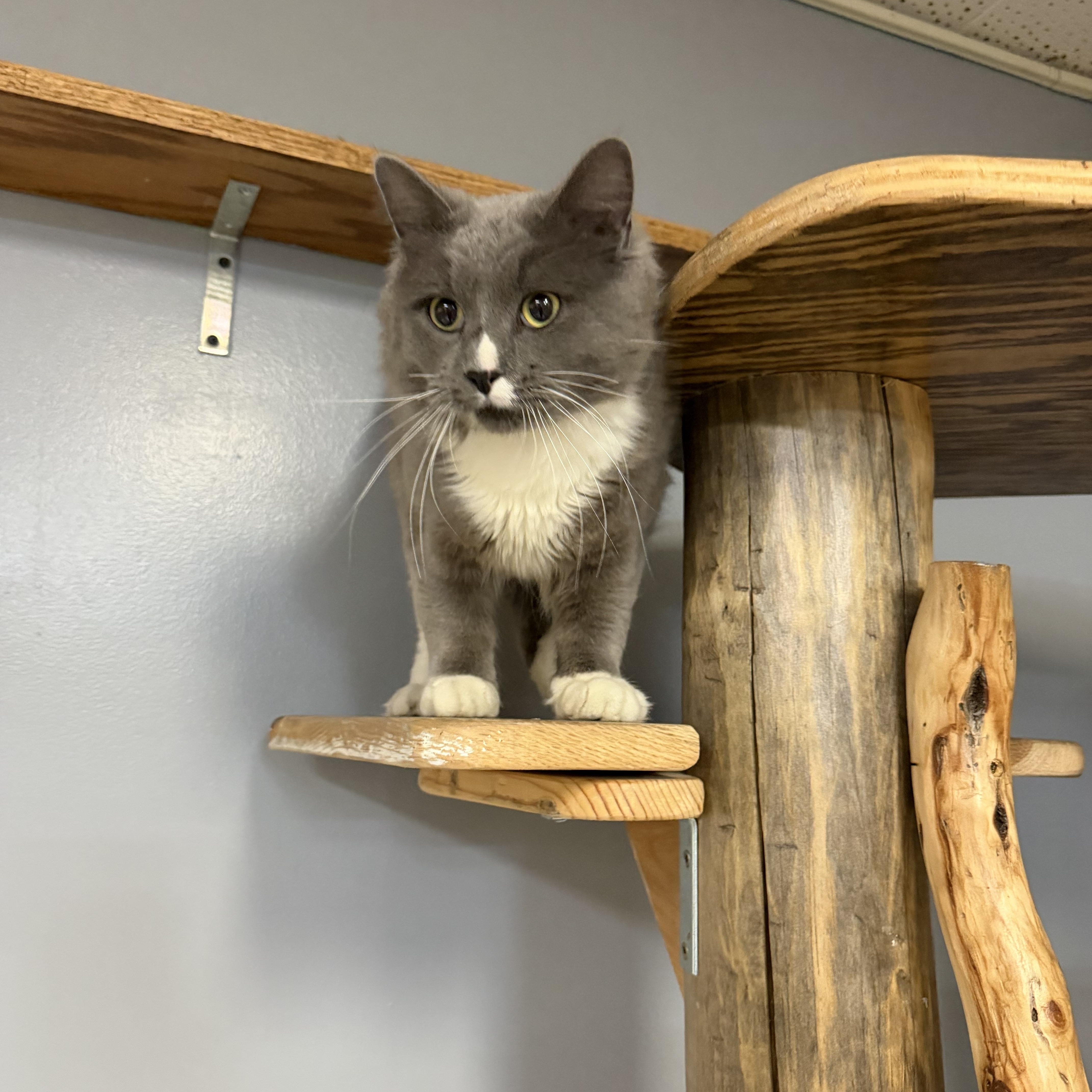 Waylon, Adoptable, Adult Male Domestic Long Hair.