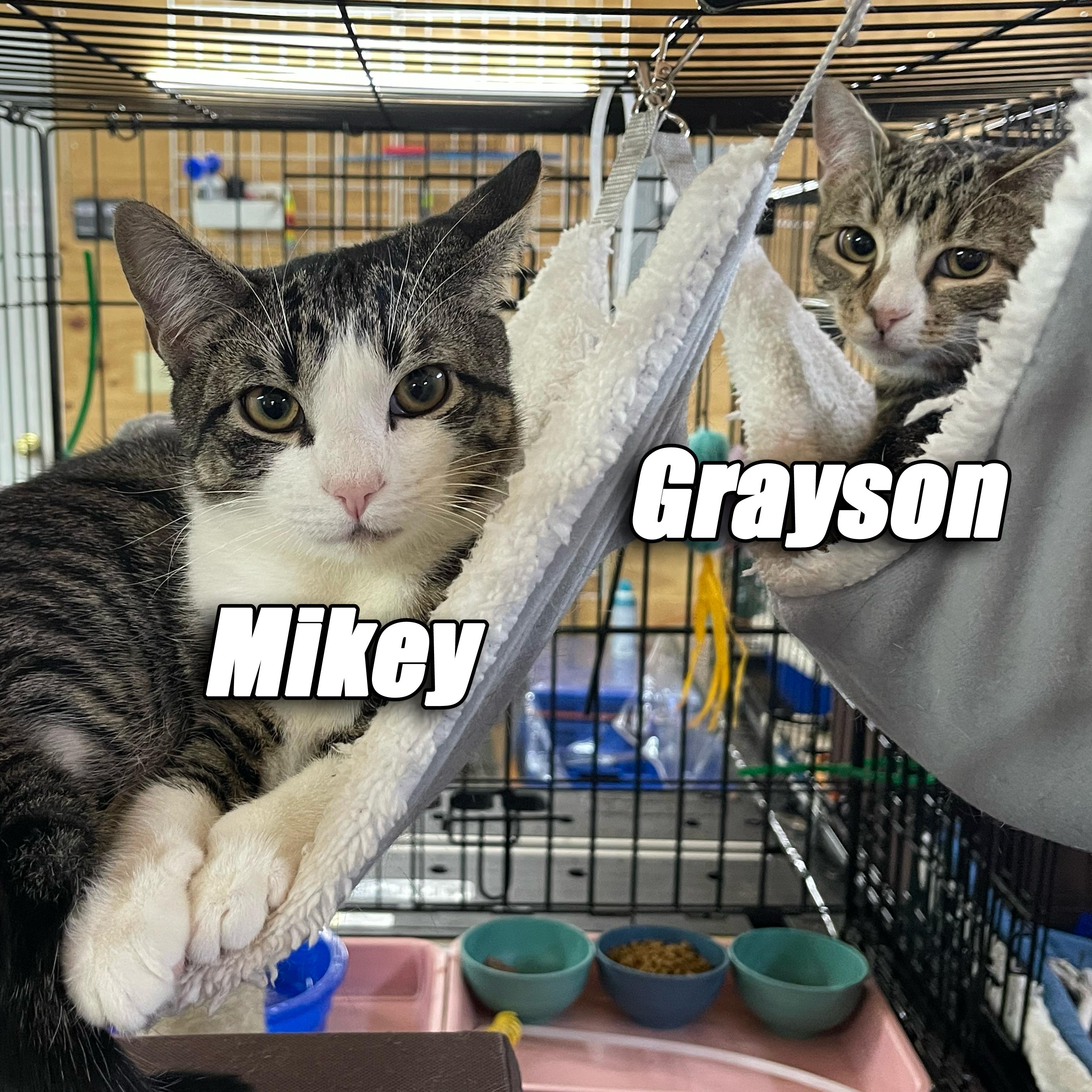 Grayson & Mikey, ADOPTABLE, Young Male American Shorthair.